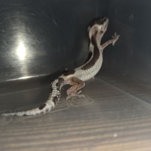 Gecko leopard juvenile né le 25 septembre #5