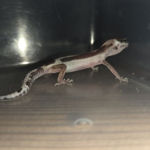 Gecko leopard juvenile né le 25 septembre #6