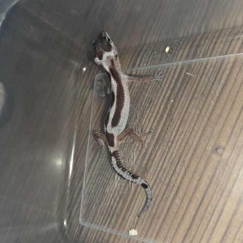 Gecko leopard juvenile né le 25 septembre #7