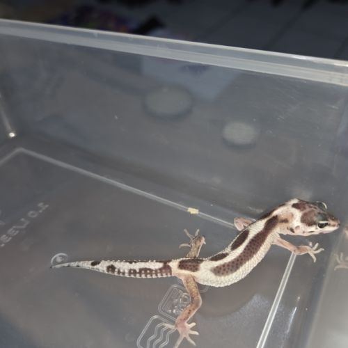 Gecko leopard juvenile né le 25 septembre #10