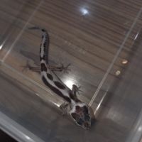 Gecko leopard juvenile né le 25 septembre