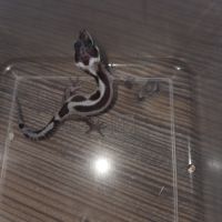 Gecko leopard juvenile né le 25 septembre #3