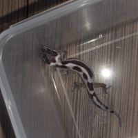 Gecko leopard juvenile né le 25 septembre #8