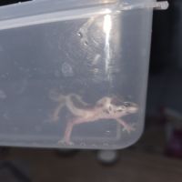 Gecko leopard juvenile né le 25 septembre #9