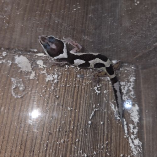 Gecko leopard juvenile né le 24 septembre #1