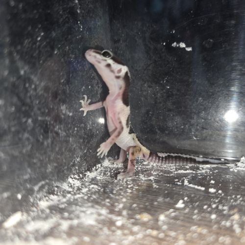 Gecko leopard juvenile né le 24 septembre #2