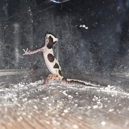 Gecko leopard juvenile né le 24 septembre #3