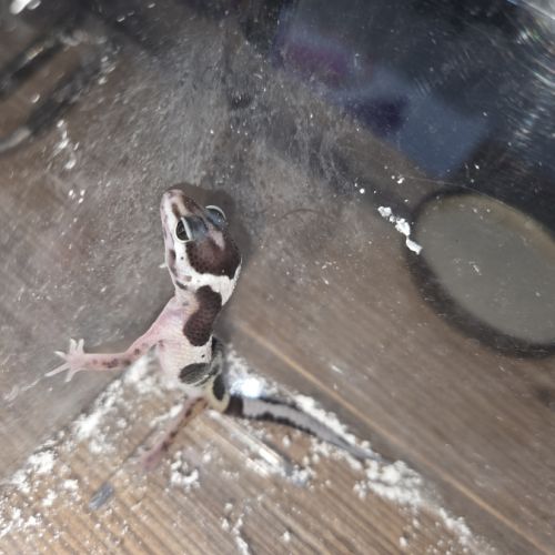 Gecko leopard juvenile né le 24 septembre #4