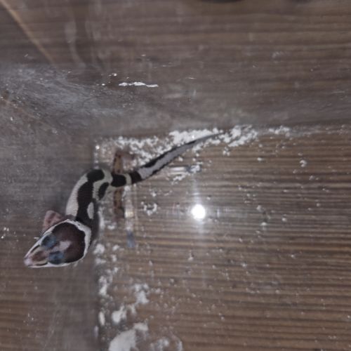 Gecko leopard juvenile né le 24 septembre #5