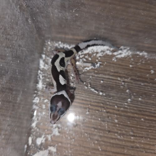 Gecko leopard juvenile né le 24 septembre #6