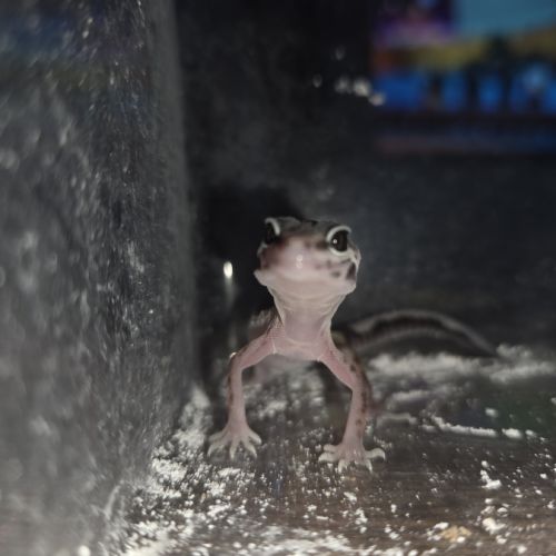 Gecko leopard juvenile né le 24 septembre #7