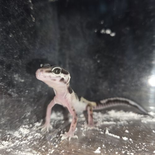 Gecko leopard juvenile né le 24 septembre