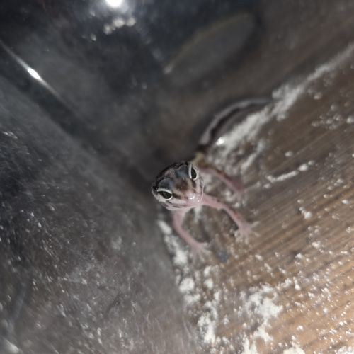 Gecko leopard juvenile né le 24 septembre #9