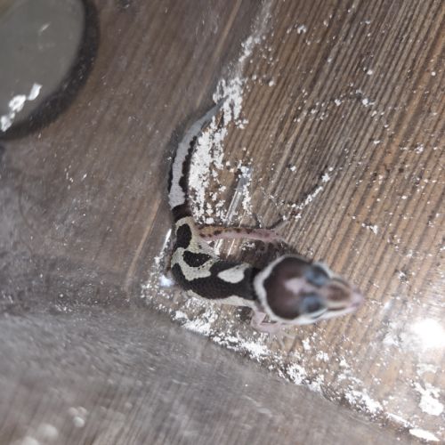 Gecko leopard juvenile né le 24 septembre #10