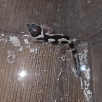 Gecko leopard juvenile né le 24 septembre #1