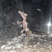 Gecko leopard juvenile né le 24 septembre #2