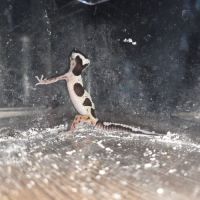 Gecko leopard juvenile né le 24 septembre #3