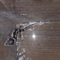 Gecko leopard juvenile né le 24 septembre #5