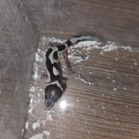 Gecko leopard juvenile né le 24 septembre #6