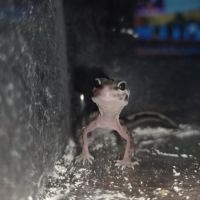 Gecko leopard juvenile né le 24 septembre #7