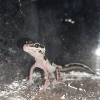 Gecko leopard juvenile né le 24 septembre #0