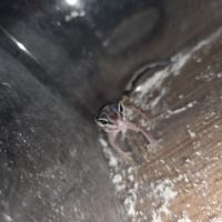 Gecko leopard juvenile né le 24 septembre #9