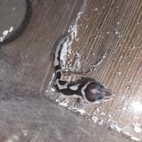 Gecko leopard juvenile né le 24 septembre #10