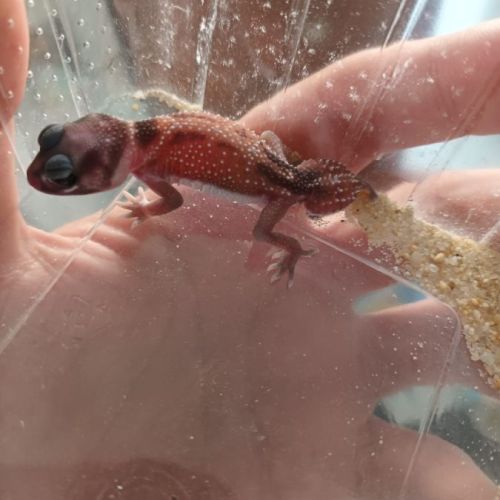 Gecko nephrurus levis pilbarensis #1