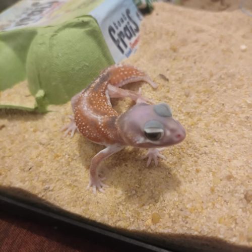 Gecko nephrurus levis pilbarensis #0