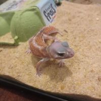 Gecko nephrurus levis pilbarensis