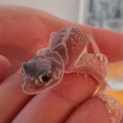 Gecko nephrurus levis pilbarensis #1