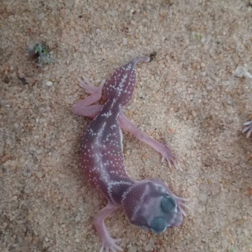 Gecko nephrurus levis pilbarensis #3