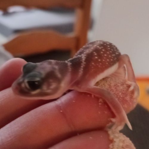 Gecko nephrurus levis pilbarensis #4