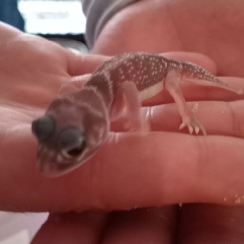 Gecko nephrurus levis pilbarensis #5