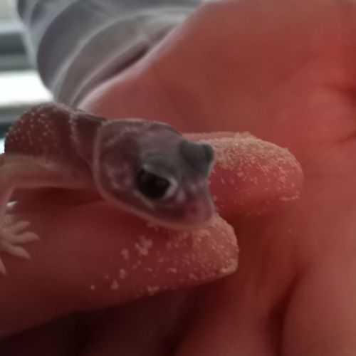 Gecko nephrurus levis pilbarensis #0