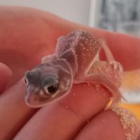 Gecko nephrurus levis pilbarensis #1