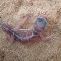 Gecko nephrurus levis pilbarensis #2