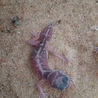 Gecko nephrurus levis pilbarensis #3