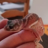 Gecko nephrurus levis pilbarensis #4