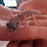 Gecko nephrurus levis pilbarensis #5