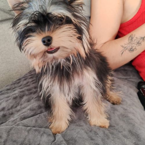 Femelle yorkshire terrier lof #0