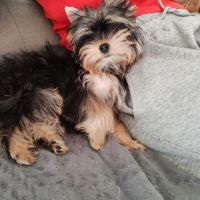 Femelle yorkshire terrier lof #1