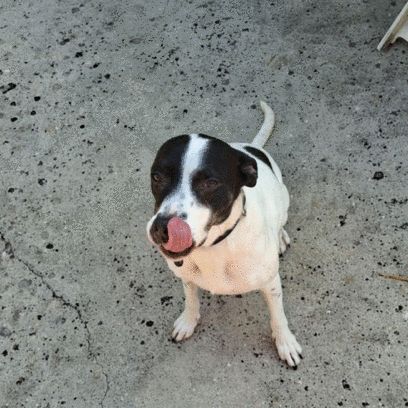 Une perle d'amour nommée pépette #2