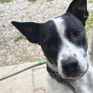 Une perle d'amour nommée pépette