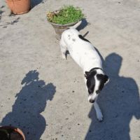 Une perle d'amour nommée pépette #1