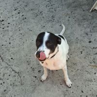 Une perle d'amour nommée pépette #2