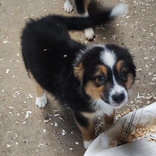 Berger australien chiots lof disponibles #2