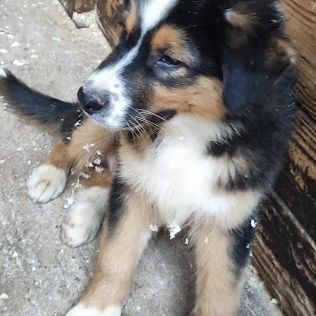 Berger australien chiots lof disponibles #3