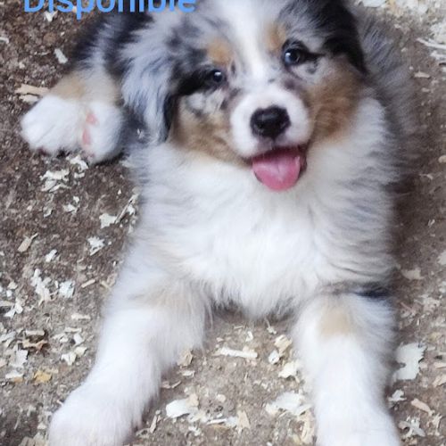 Berger australien chiots lof disponibles