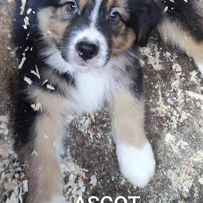 Berger australien chiots lof disponibles #5